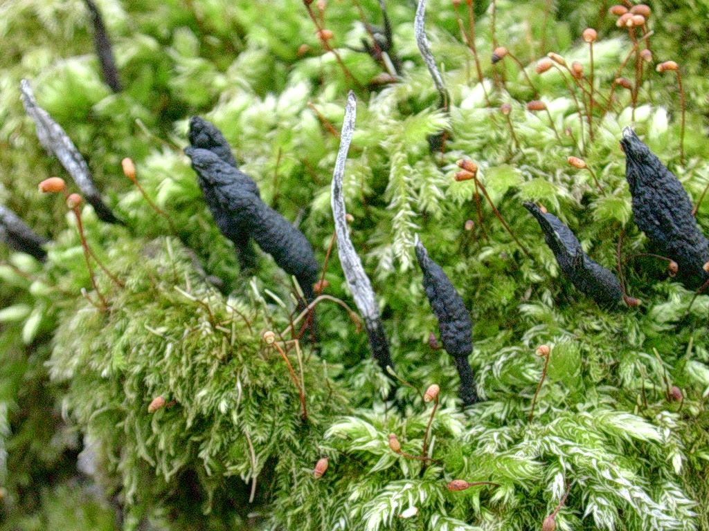 1323 Aprile vecchio ritrovamento